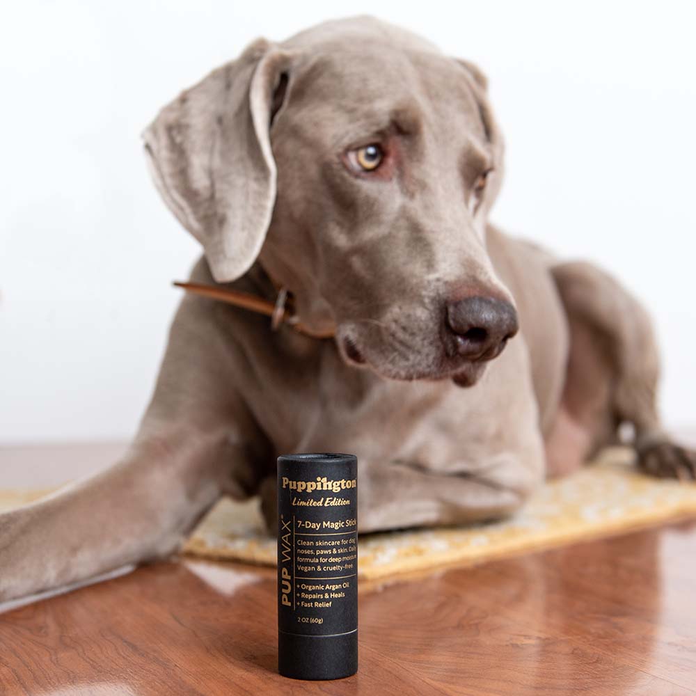 Sustainable Pet Brands